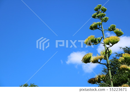 Agave flowers Agave flowers 55223671