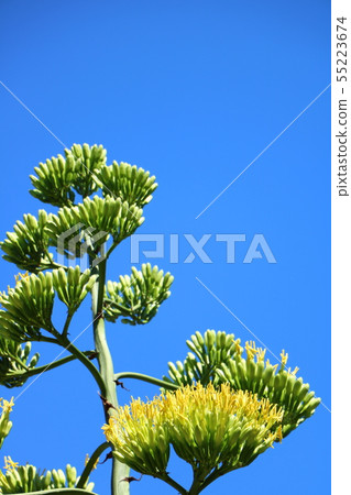 龍舌蘭花 55223674