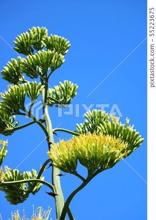 龍舌蘭花 55223675