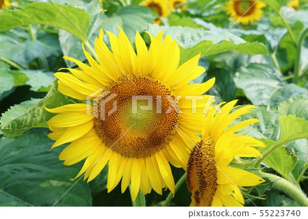 向日葵夏天圓可愛牛肝菌 55223740
