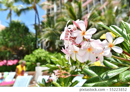 Holidays in Hawaii Holidays in Hawaii 55223852