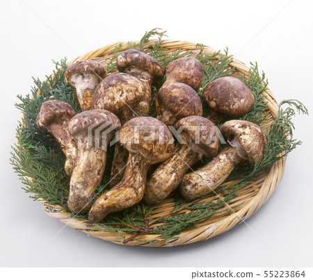 松茸 - 很多 - 漏勺 - 絲柏 松茸 - 很多 - 漏勺 - 絲柏 55223864