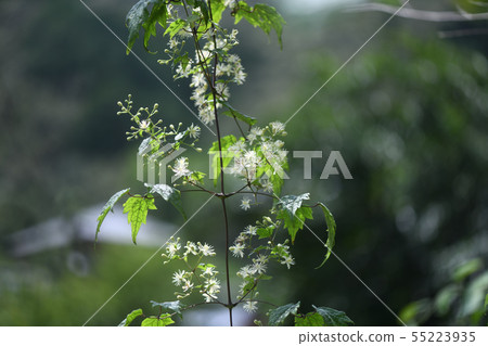 Button crane 55223935