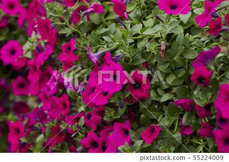 桃紅色Safinia盛開 55224009