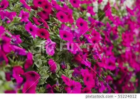 Pink Safinia in full bloom 55224012