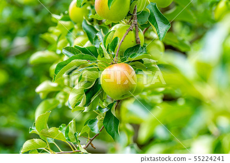 Green apple Material [Nagano Prefecture] 55224241