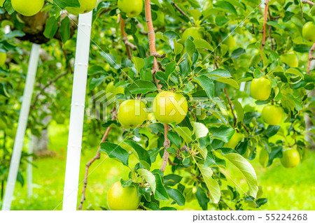 Green apple Material [Nagano Prefecture] 55224268