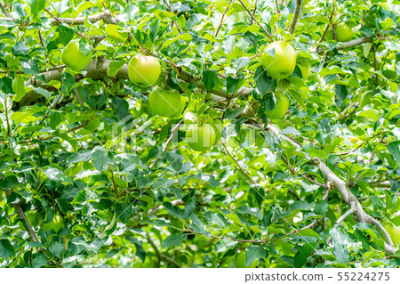 Green apple Material [Nagano Prefecture] 55224275