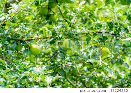 Green apple Material [Nagano Prefecture] 55224280