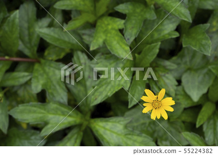 cloes up yellow little flower with green leaf cloes up yellow little flower with green leaf 55224382