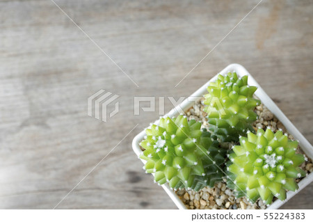 cactus and succulent on wooden background cactus and succulent on wooden background 55224383