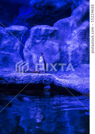 The Humboldt penguin The Humboldt penguin 55224688