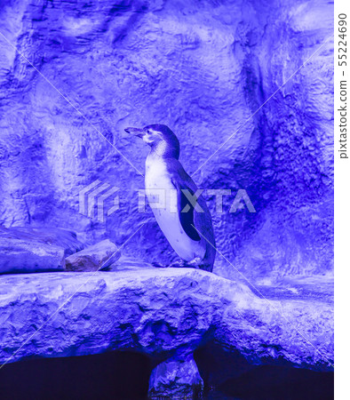 The Humboldt penguin  55224690