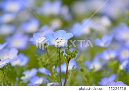 Nemophila 55224716