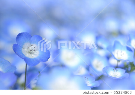 Nemophila Nemophila 55224803