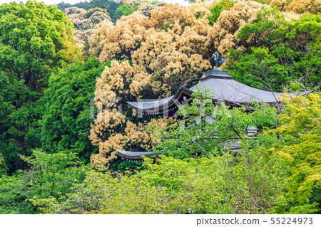 Tsuburajii Kyoto Kanshu Temple Garden Tsuburajii Kyoto Kanshu Temple Garden 55224973
