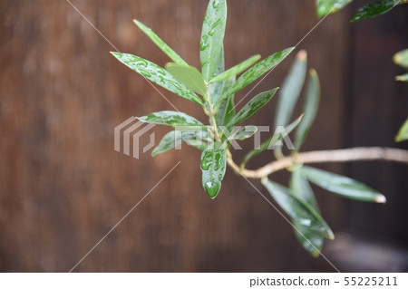 leaf leaf 55225211