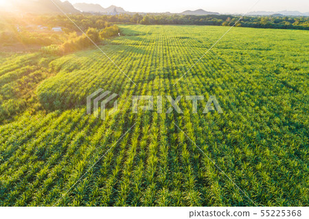 Sugarcane plantation field landscape aerial view 55225368