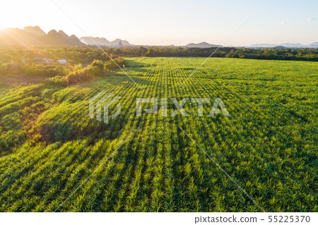 Sugarcane plantation field landscape aerial view Sugarcane plantation field landscape aerial view 55225370