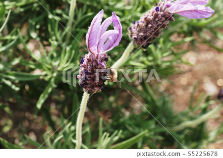 Lavender Lavender Lavender Lavender 55225678