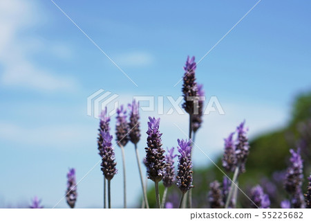 Lavender Lavender Lavender Lavender 55225682