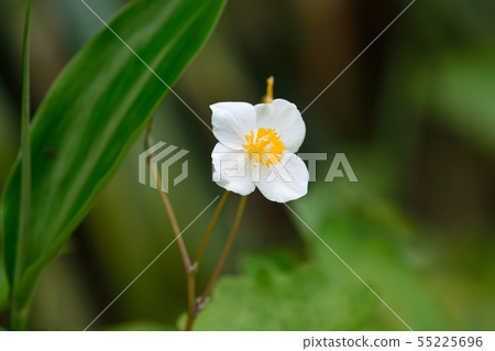 Shirayukigeshi (snow poppy) Shirayukigeshi (snow poppy) 55225696