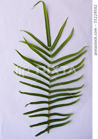 Compound Pinnate green leave, leaflets row two tip Compound Pinnate green leave, leaflets row two tip 55229582