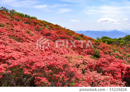 Ibaraki plateau-azalea-full bloom 55229826