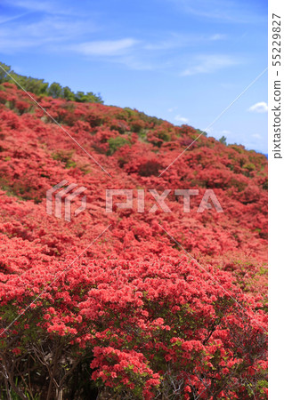 茨城高原 - 杜鵑花盛開 55229827