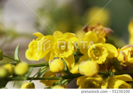 Holly Guinant日本mahonia Holly Guinant日本mahonia 55230100