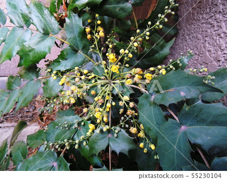 Holly Guinant Japanese mahonia Holly Guinant Japanese mahonia 55230104