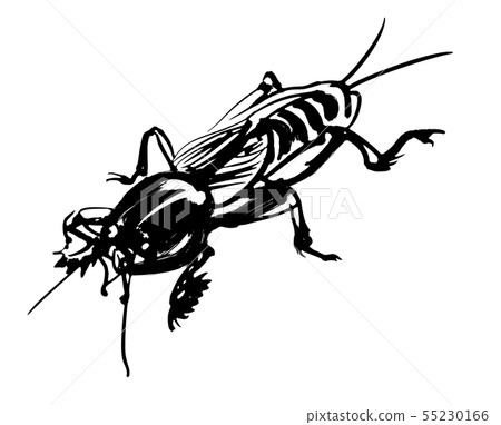 白術 白術 55230166