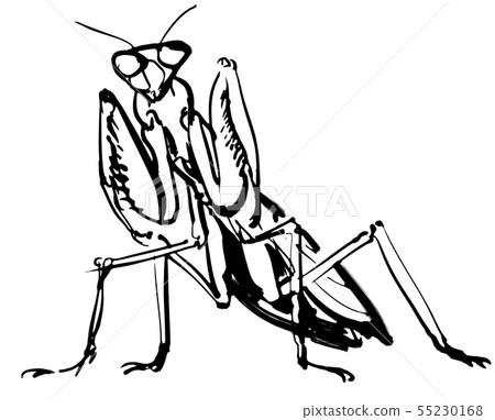 Mantis Mantis 55230168