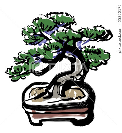 Pine tree bonsai-color 55230173