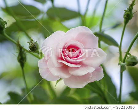 Close up pink of Damask Rose flower 55230396
