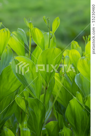 Close up green leaves of Acacia mangium tree. Close up green leaves of Acacia mangium tree. 55230460