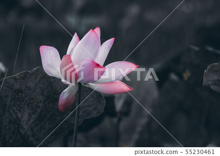 Beautiful soft pink lotus flower Beautiful soft pink lotus flower 55230461