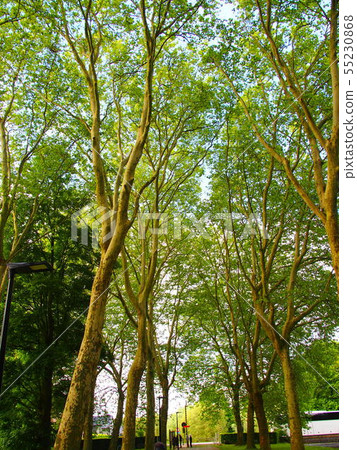 Colomarose Garden in Belgium Colomarose Garden in Belgium 55230868
