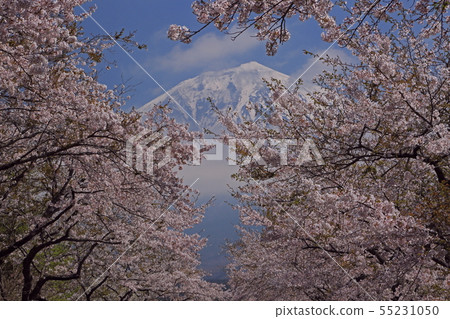 富士和櫻花 富士和櫻花 55231050
