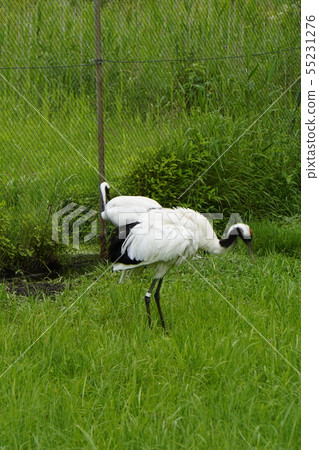 Tanzuru Tsuru Kushiro Tanzoku Tsuru Nature Park Tancho Tsurui Kushiro Wetland Tanzuru Tsuru Kushiro Tanzoku Tsuru Nature Park Tancho Tsurui Kushiro Wetland 55231276
