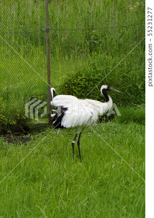 Tanzuru Tsuru Kushiro Tanzoku Tsuru Nature Park Tancho Tsurui Kushiro Wetland Tanzuru Tsuru Kushiro Tanzoku Tsuru Nature Park Tancho Tsurui Kushiro Wetland 55231277