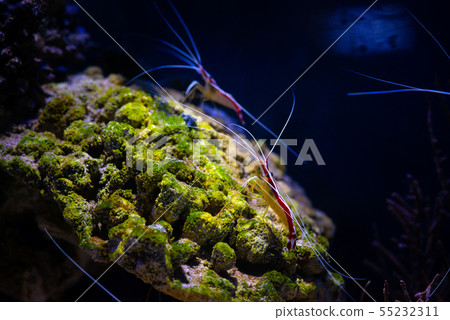 Pacific cleaner shrimp nature ocean life ecology Pacific cleaner shrimp nature ocean life ecology 55232311