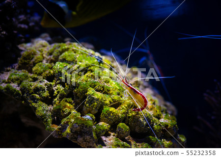 Pacific cleaner shrimp nature ocean life ecology 55232358