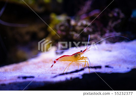 Pacific cleaner shrimp nature ocean life ecology Pacific cleaner shrimp nature ocean life ecology 55232377