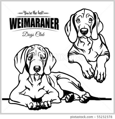 Weimaraner - vector set isolated illustration on white background Weimaraner - vector set isolated illustration on white background 55232378