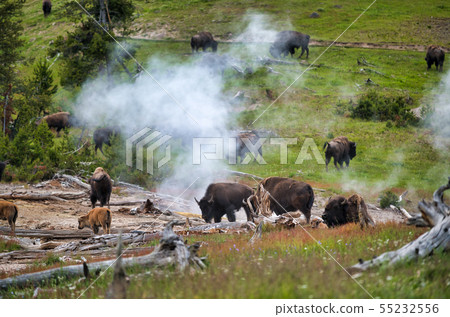 A herd of bison moving along the Yellowstone A herd of bison moving along the Yellowstone 55232556