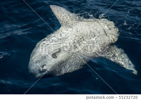 Mola mola sun fish on sea surface 55232720