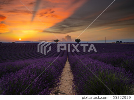 Lavender field 55232939