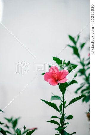 Tribal flowers Hibiscus 55233030