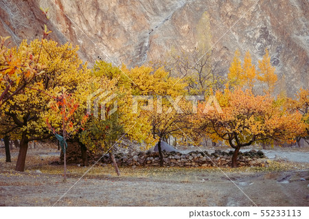Colorful trees in autumn.Gilgit Baltistan,Pakistan 55233113